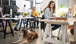 A dog laying on the floor while several people are working in desks nearby