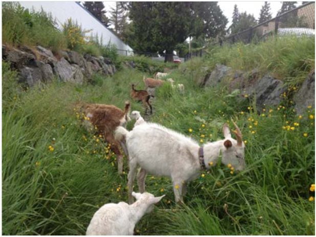 goats.jpg